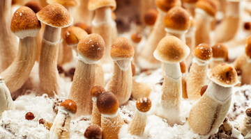 psilocybin mushroom macro shot