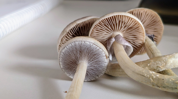 champignon mushroom