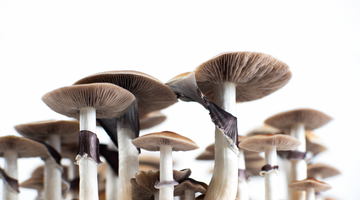 edible mushrooms