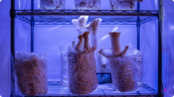 oyster mushrooms in grow bags