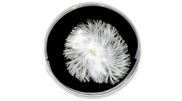 How to Use Agar Plates for Mycology: Isolation, Cultivation, and Contamination Testing