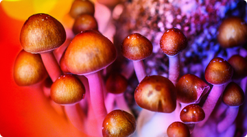Why Growing Mushrooms in Bags is the Ultimate Convenience Hack