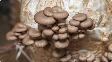 How to Prepare Substrate for Mushroom Grow Bags