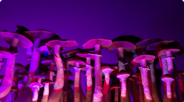 Tips for Sterilizing Mushroom Grow Bags at Home