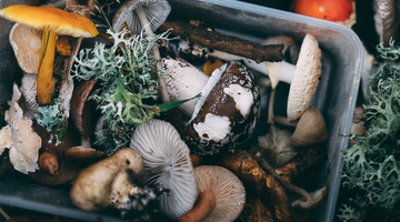 The Symbiotic Connection: Foraging and Mushroom Growing at Home