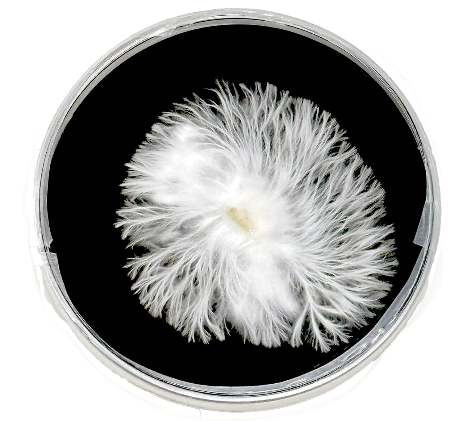 mycelium growing on agar plate