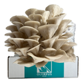 oyster mushrooms