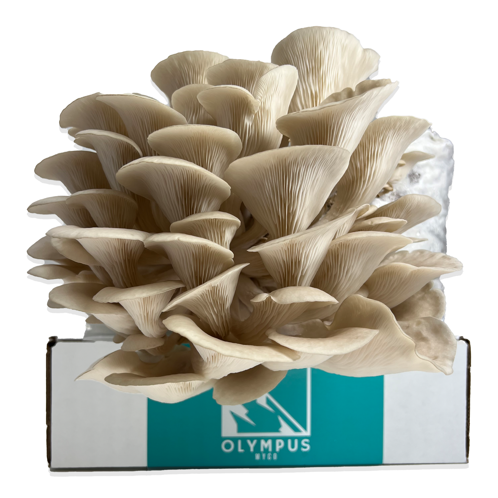 oyster mushrooms