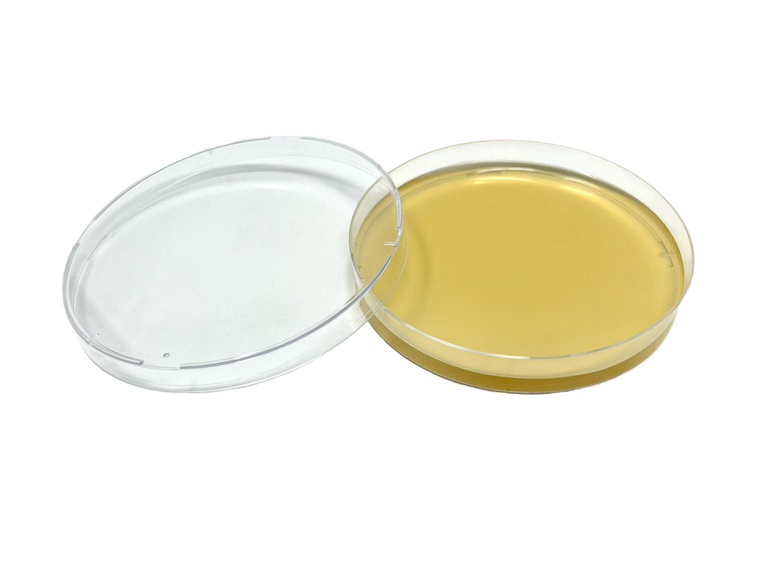 Premium Malt Yeast Extract Agar Plates for Fungal Cultivation - Olympus Myco