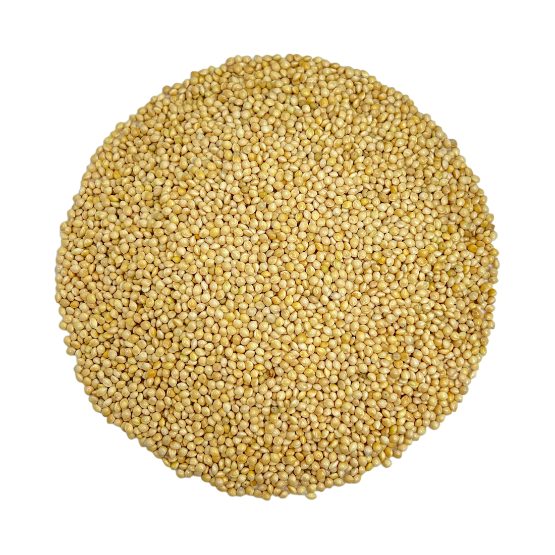 white proso millet