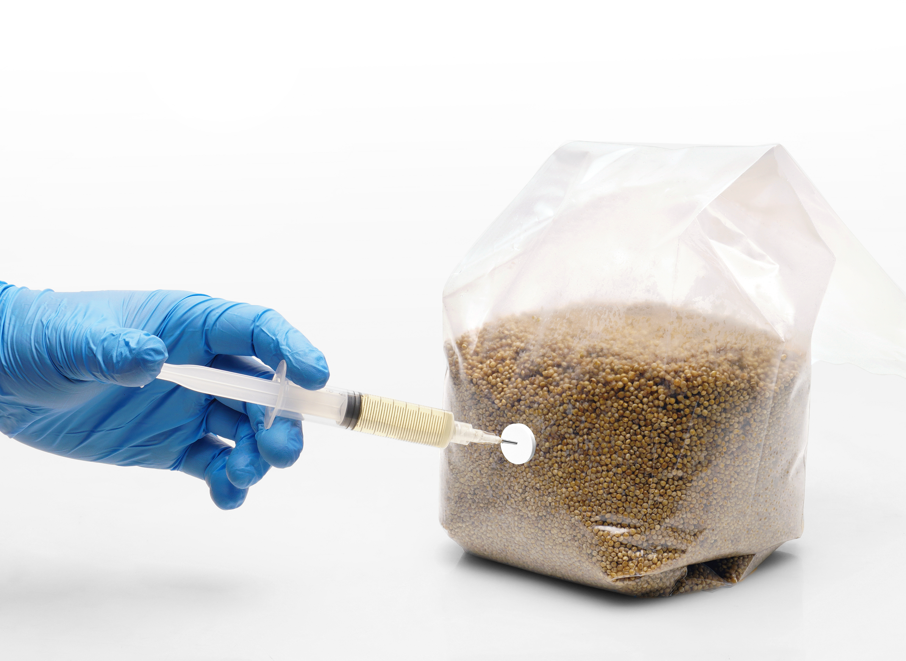 Ready-to-Inoculate Mushroom Spawn Grain Bag