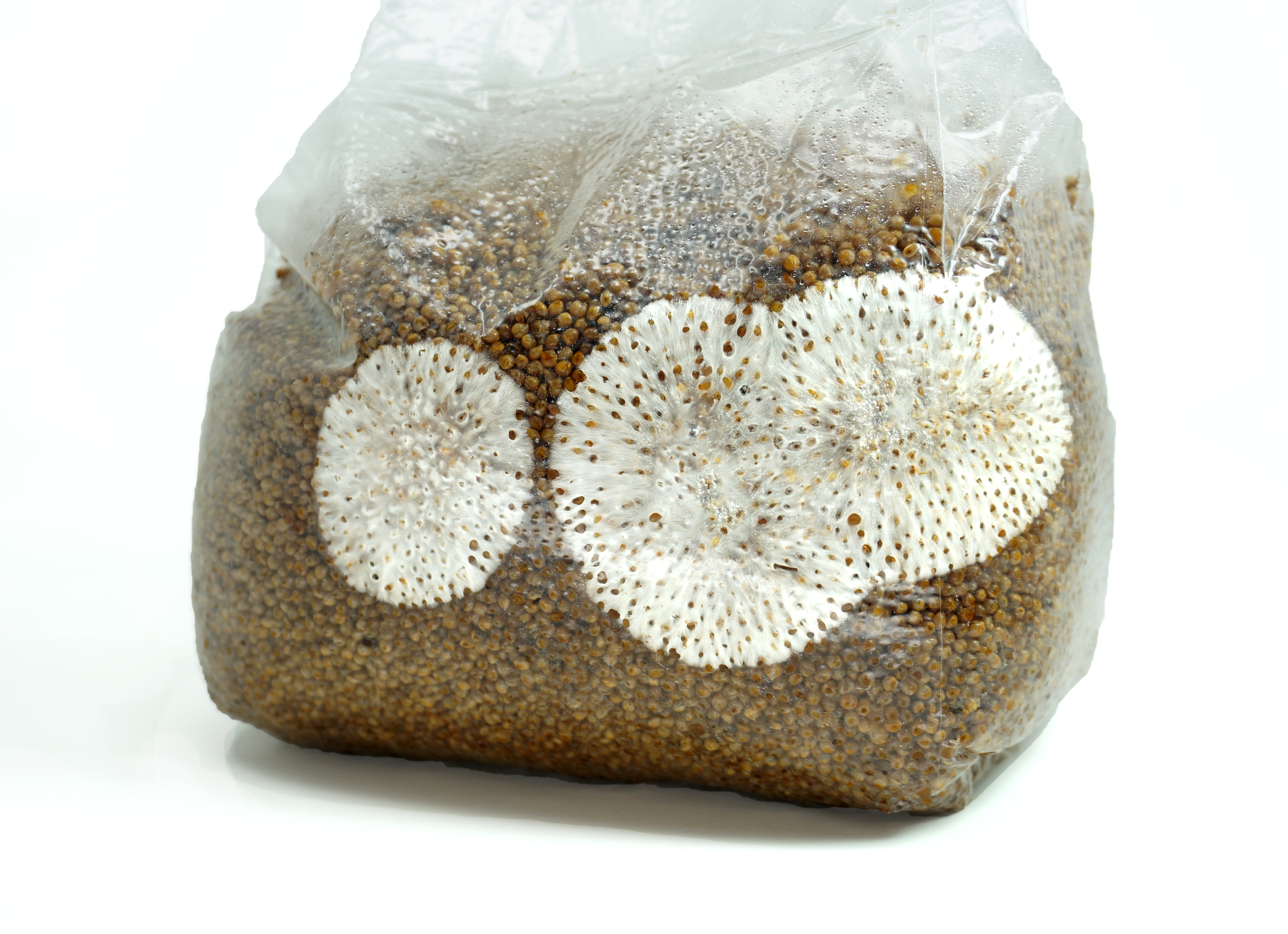 Sterilized Grain Bag for Mushroom Spawn (3 lbs)