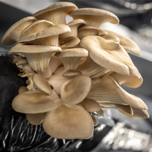 oyster mushroom 