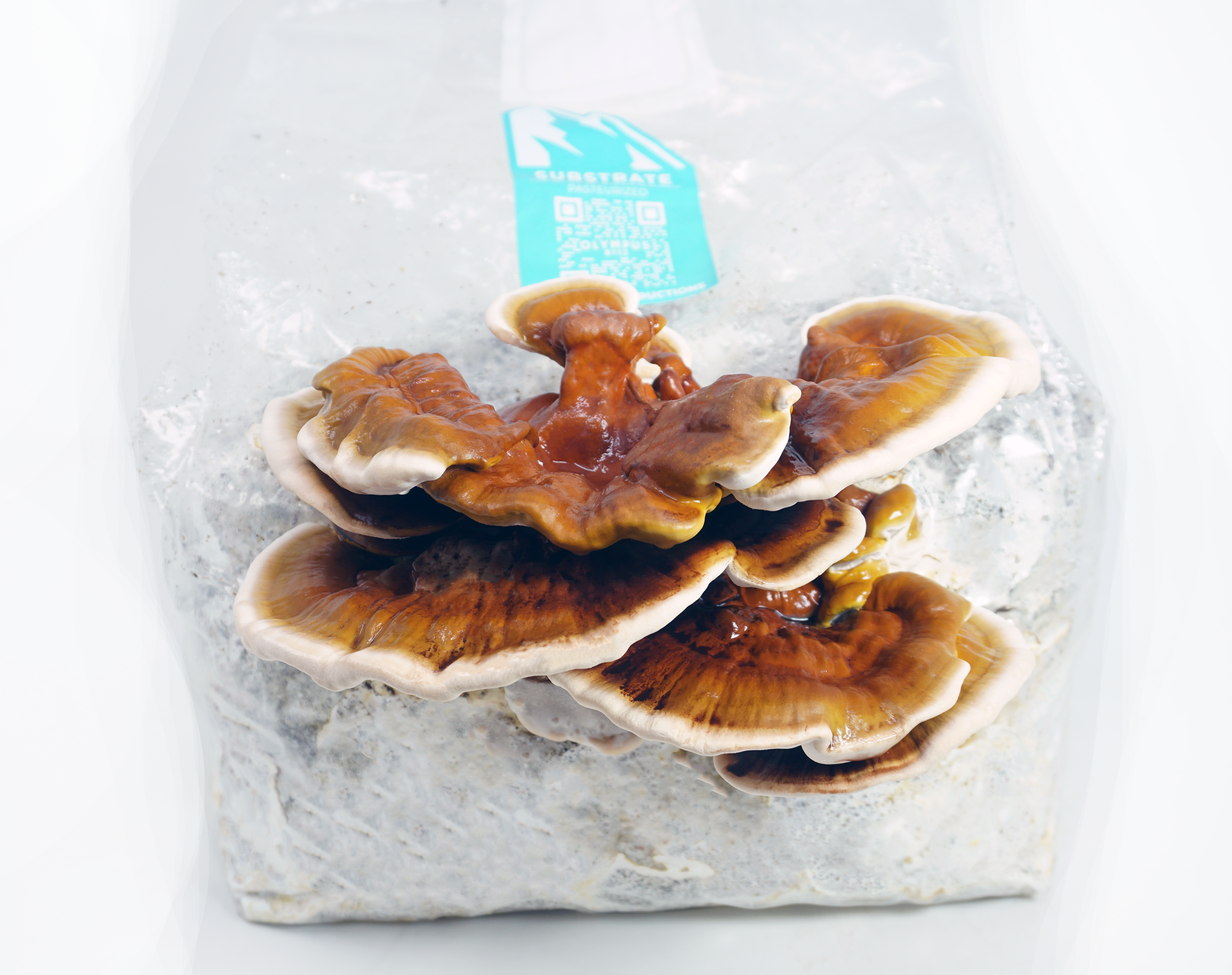 reishi mushroom grown with Olympus Myco