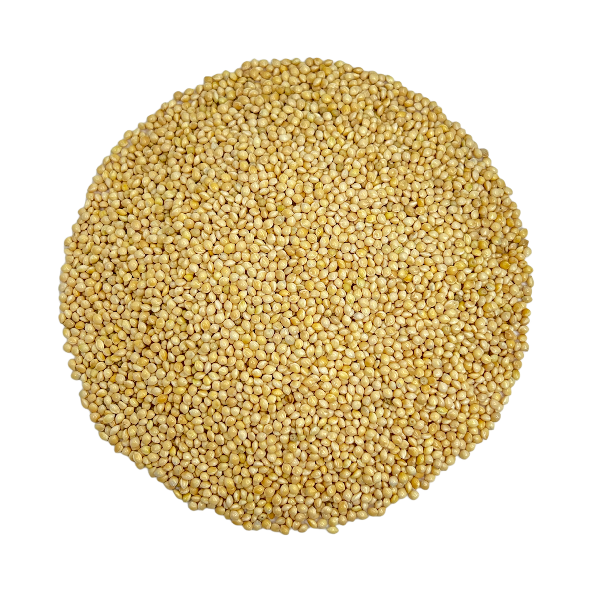 Proso White Proso Millet